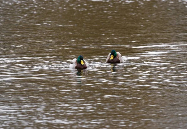 两个野鸭白天在湖上游泳 — 图库照片