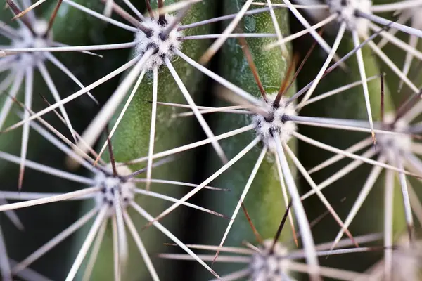 Primer Plano Cactus Con Agujas Durante Día — Foto de Stock