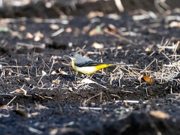 Hermoso Tiro Lindo Pájaro Wagtail Gris Suelo Campo Japón — Foto de Stock