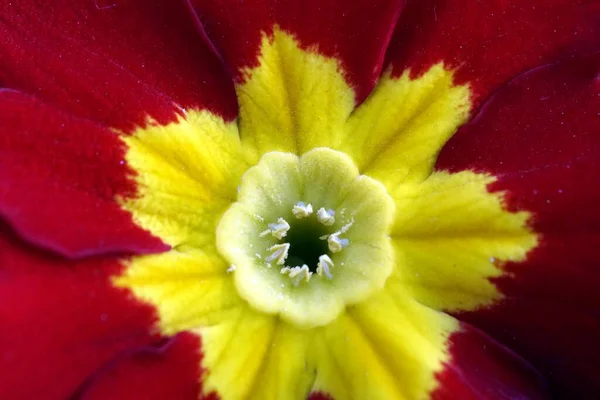 Erkekleri Olan Bir Primula Nın Yakın Çekimi — Stok fotoğraf