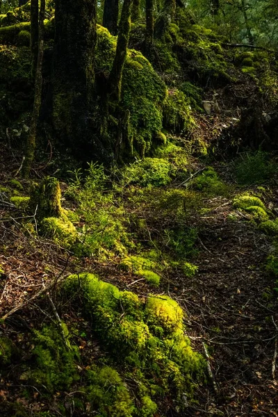 森林中一条自然繁茂的小径的垂直截图 非常适合背景 — 图库照片