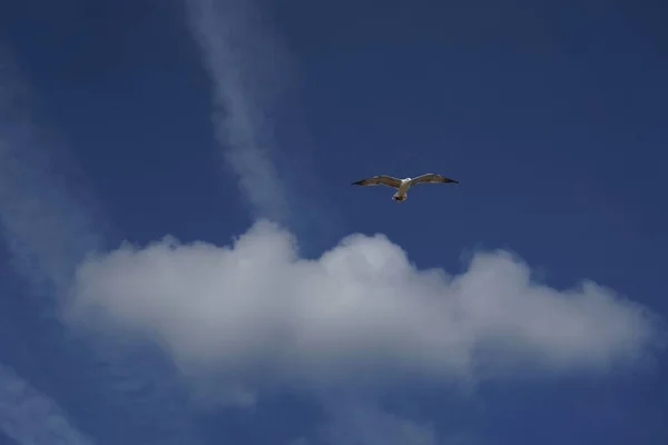 Belo Tiro Uma Gaivota Voando Céu Azul Nublado Durante Dia — Fotografia de Stock