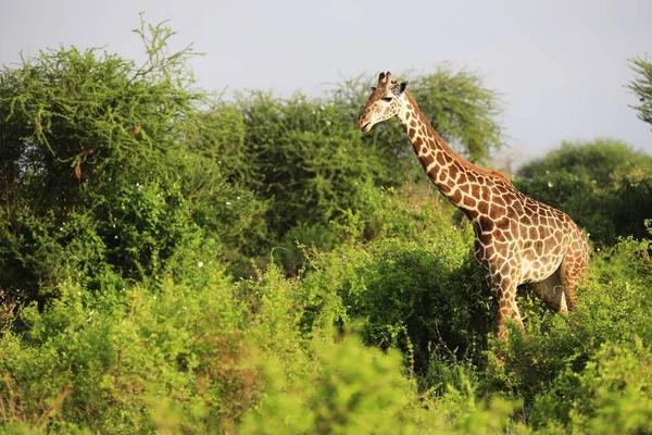 Cute Massai Giraffe Tsavo East National Park Kenya Africa — Stock Photo, Image