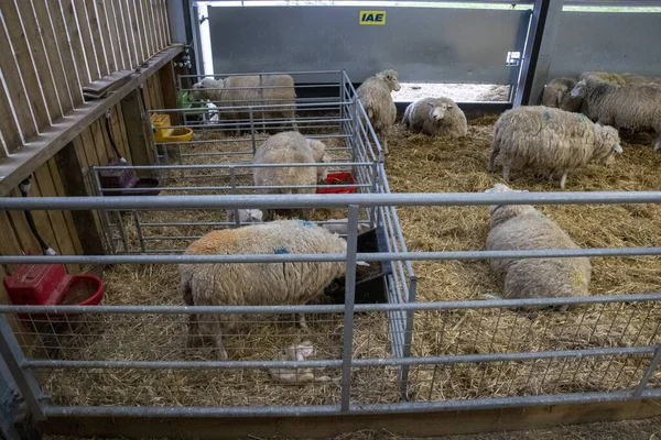 Bir Ağıldaki Bir Grup Koyun Yerde Yalaklar Samanlarla Beslenip Içiyorlar — Stok fotoğraf