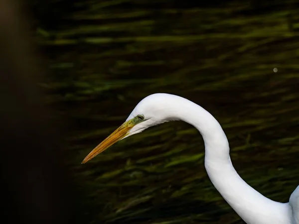 Ένα Επιλεκτικό Πλάνο Εστίασης Ενός Όμορφου Great Egret Στο Δάσος — Φωτογραφία Αρχείου