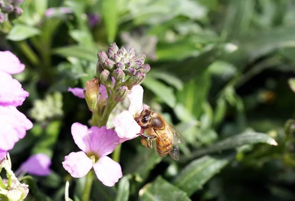 Primer Plano Una Abeja Sentada Una Flor — Foto de Stock