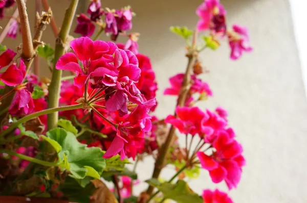 Une Mise Point Sélective Belles Fleurs Roses Avec Fond Flou — Photo