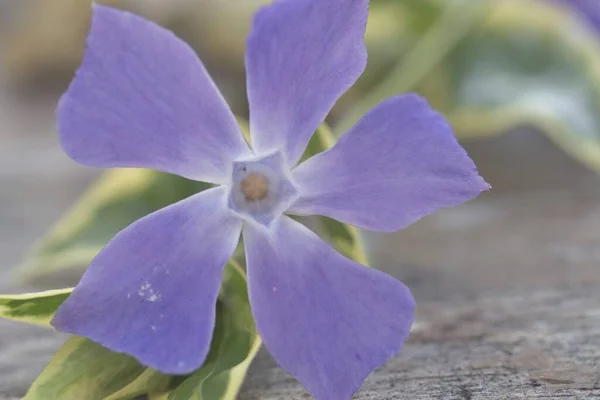 Крупним Планом Фіолетова Квітка Плюща Краплями Води Саду — стокове фото