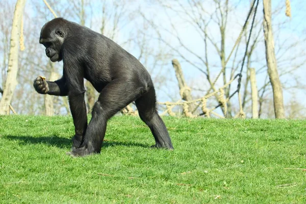 Gorilă Neagră Care Merge Iarbă Verde Timpul Zilei — Fotografie, imagine de stoc