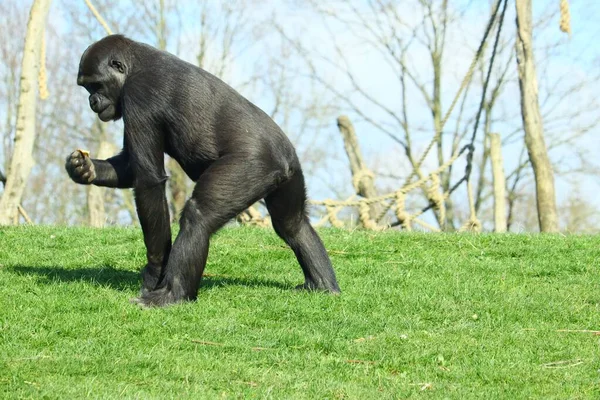 昼間は緑の草の上を歩く黒ゴリラ — ストック写真