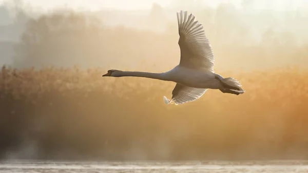 Cisne Whooper Voando Acima Água Cercado Por Vegetação Sob Luz — Fotografia de Stock