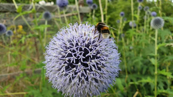 Selektiv Fokusbild Ett Echinops Blomma — Stockfoto