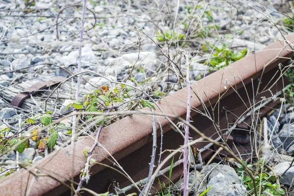 Closeup Shot Metal Rusted Rails Plants Growing — Stock Photo, Image