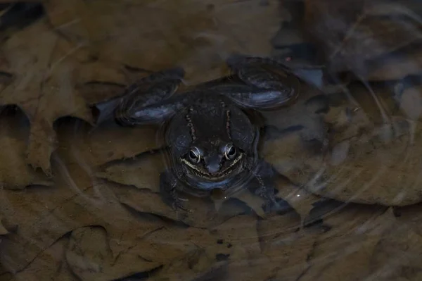 Nahaufnahme Eines Teich Schwimmenden Frosches — Stockfoto