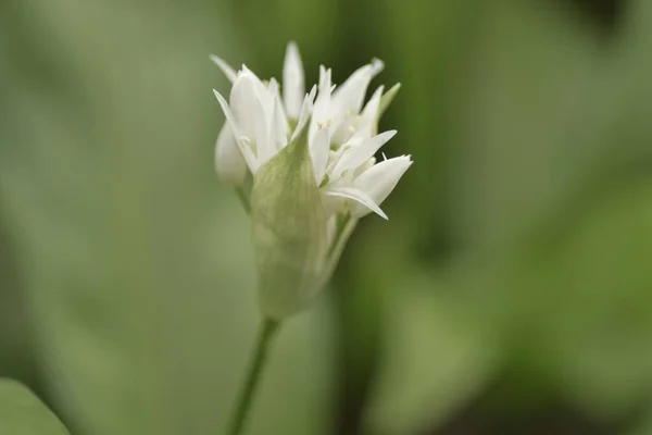 Egy Közeli Felvétel Ramson Fehér Virágról Nappal — Stock Fotó