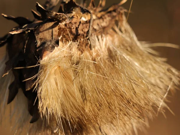 Detailní Záběr Suché Rostliny Rozmazaným Pozadím — Stock fotografie