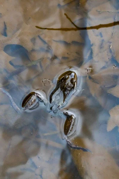 Nahaufnahme Eines Teich Schwimmenden Frosches — Stockfoto