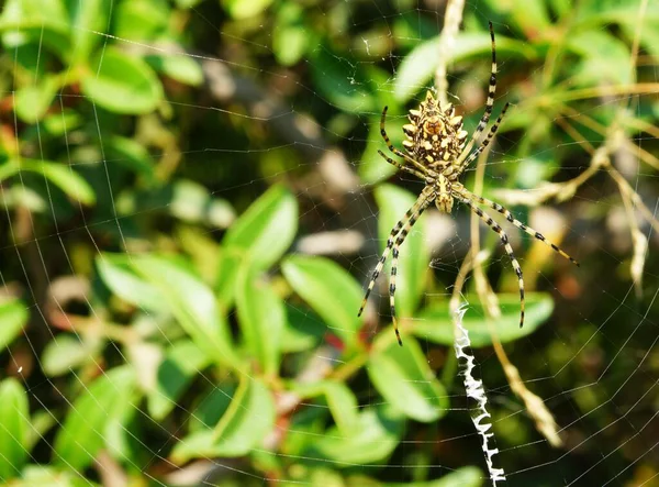 Primo Piano Ragno Sulla Sua Tela Dietro Diverse Piante — Foto Stock