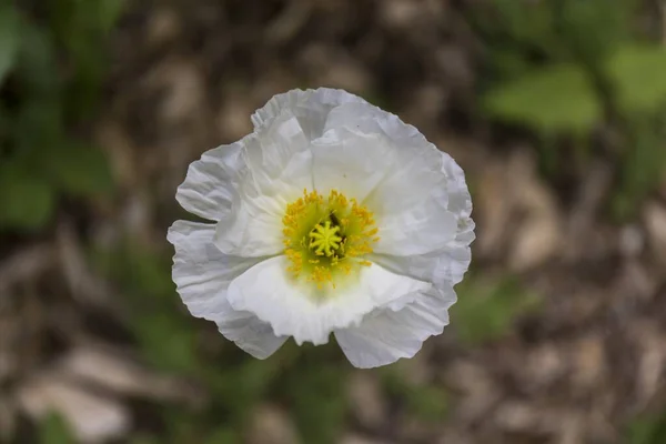 White Flower Macro Seen Petals White Look Paper Yellow Background — Stock Photo, Image