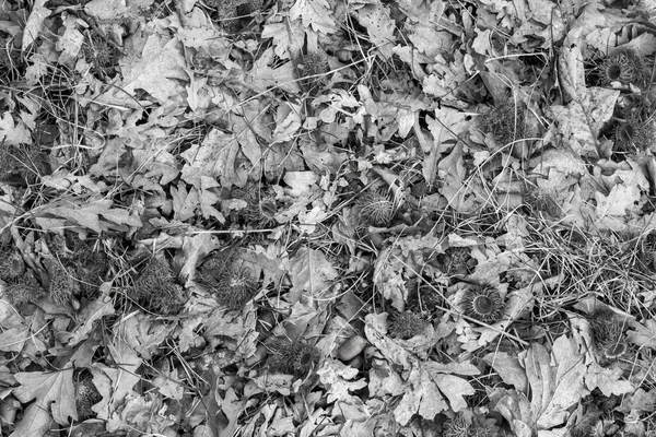 一片灰蒙蒙的树叶和灌木的照片 — 图库照片