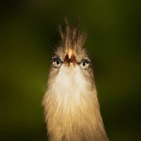 Primo Piano Verticale Simpatico Uccello Che Guarda Fotocamera — Foto Stock