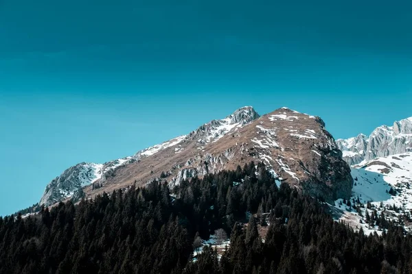 Красивый Снимок Соснового Леса Горах Покрытых Снегом Ясным Голубым Небом — стоковое фото