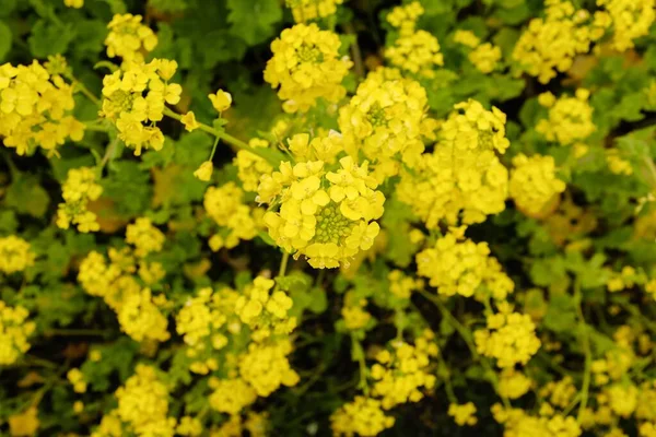 Wiele Żółtych Kwiatów Rośnie Obok Siebie Ciągu Dnia — Zdjęcie stockowe