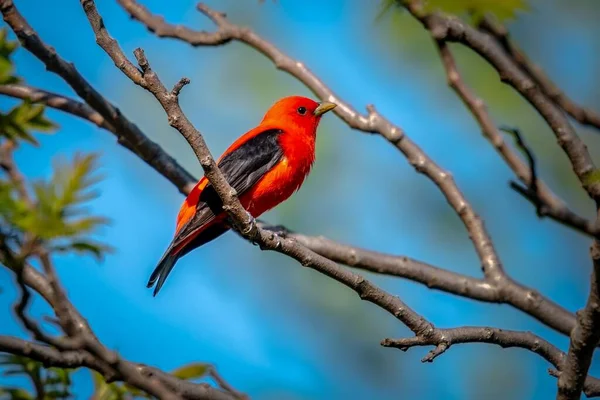 Scarlet Tanager Schoss Während Der Frühjahrswanderung Magee Marsh Wildlife Area — Stockfoto