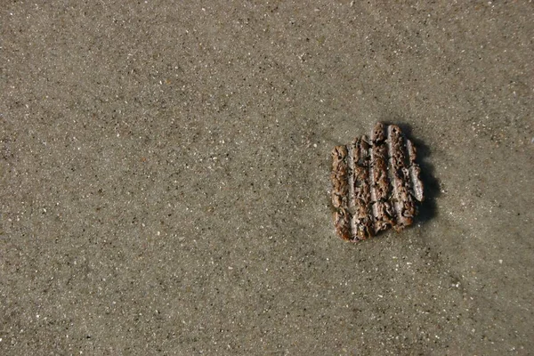 Крупним Планом Постріл Зламаної Оболонки Пляжному Піску — стокове фото