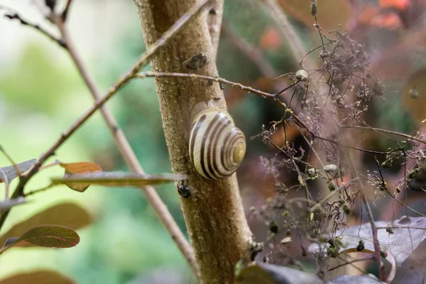 Gros Plan Escargot Sur Arbre Fond Flou — Photo