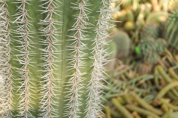 Közelkép Egy Zöld Kaktusznövényről Homályos Háttérrel — Stock Fotó