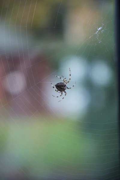 一张特写镜头 是一只有条纹腿的蜘蛛 在背景上旋转着一张绿油油的蜘蛛网 — 图库照片