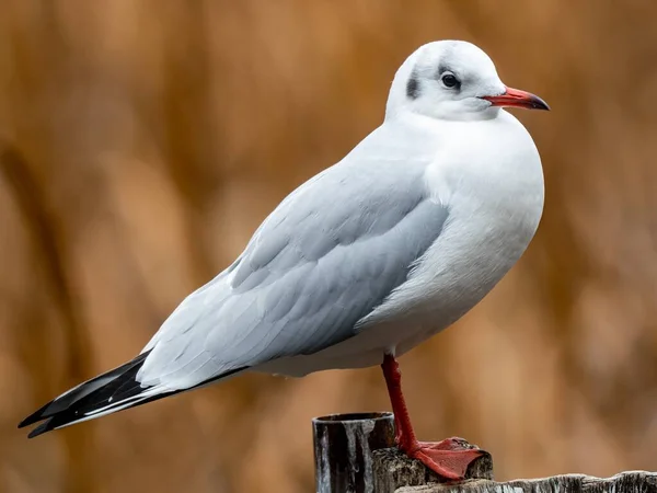 Una Bella Foto Uccello Bianco Piedi Una Recinzione Legno Uno — Foto Stock