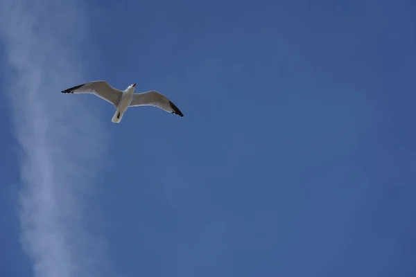 Tiro Ângulo Baixo Uma Gaivota Voando Céu Azul Claro Durante — Fotografia de Stock