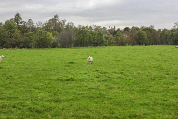 Flock White Sheep Grazing Grass Valley Sunny Day White Clouds — Stock Photo, Image