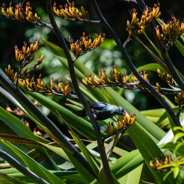 Черная Ворона Сидящая Растении Желтыми Цветами Размытом Фоне — стоковое фото