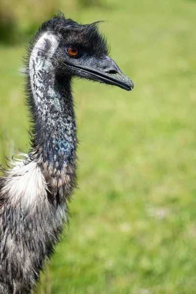Μια Κάθετη Κοντινή Λήψη Ενός Emu Ένα Πεδίο Κάτω Από — Φωτογραφία Αρχείου