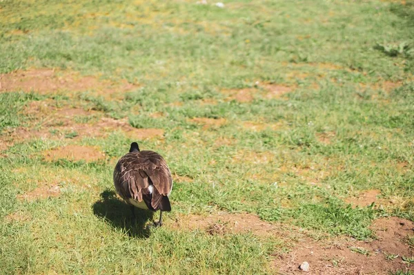 Çimenli Bir Tarlada Gündüz Yürüyen Bir Kaz — Stok fotoğraf