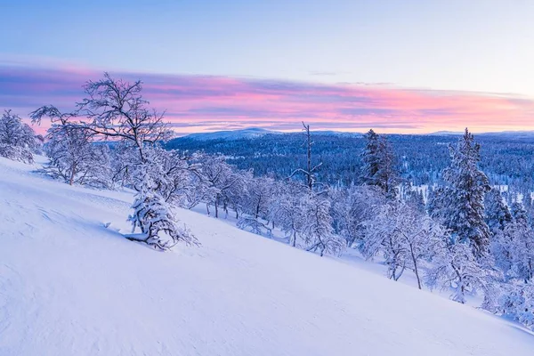 ノルウェーの日没時に雪に覆われた森の息をのむような景色 — ストック写真