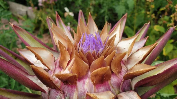 Primer Plano Una Flor Llamada Bromelia Rodeada Hojas Verdes —  Fotos de Stock