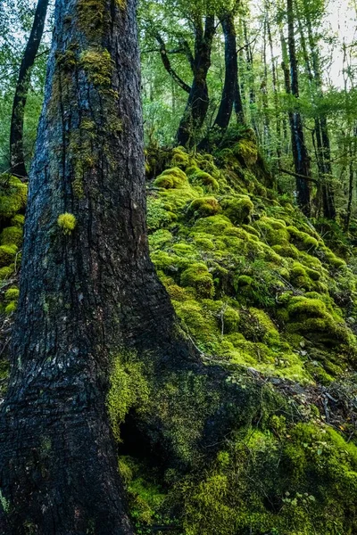 Прекрасний Знімок Пишної Природи Лісу Ідеально Підходить Фону — стокове фото