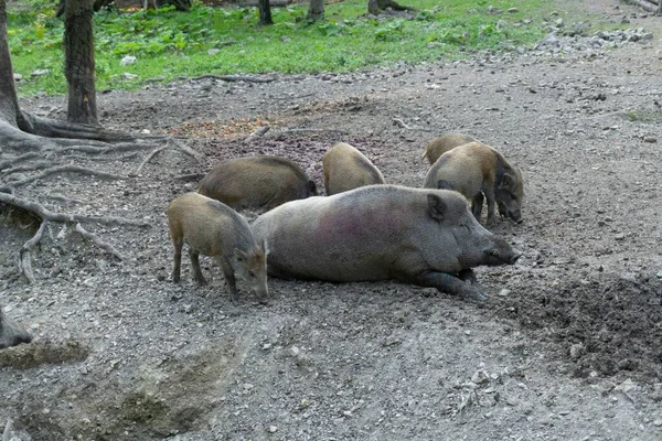 Cerdo Salvaje Tirado Suelo Con Sus Lechones —  Fotos de Stock