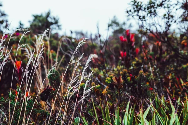 野の花々が咲き乱れる畑と霧の多い空 — ストック写真