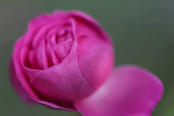 Gros Plan Une Fleur Rose Violette Avec Fond Flou — Photo