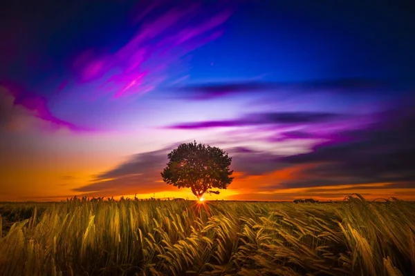 Uma Bela Paisagem Pôr Sol Com Uma Árvore Solitária Prado — Fotografia de Stock