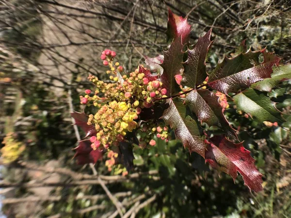 乾燥植物に囲まれた黄色とピンクの花の垂直ショット — ストック写真