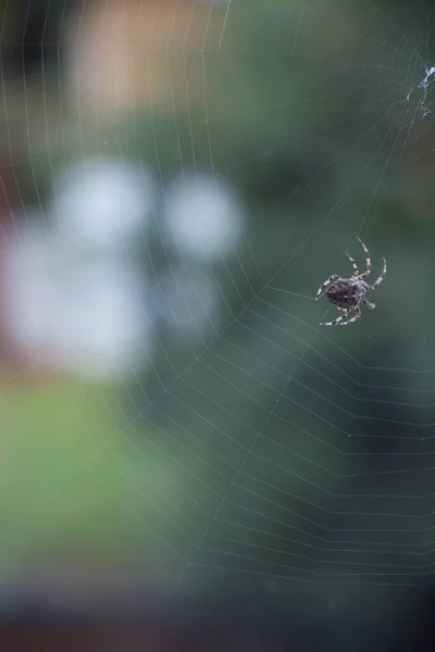 Detailní Záběr Pavouka Pruhovanými Nohami Točící Pavučinou Rozmazanou Zelení Pozadí — Stock fotografie