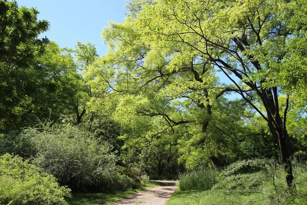 Sendero Rodeado Árboles Arbustos Bajo Luz Del Sol Cielo Azul — Foto de Stock