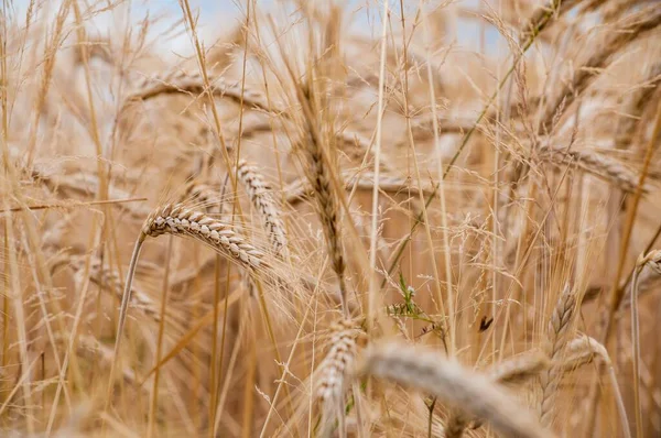 Селективный Снимок Посевов Пшеницы Поле Размытым Фоном — стоковое фото
