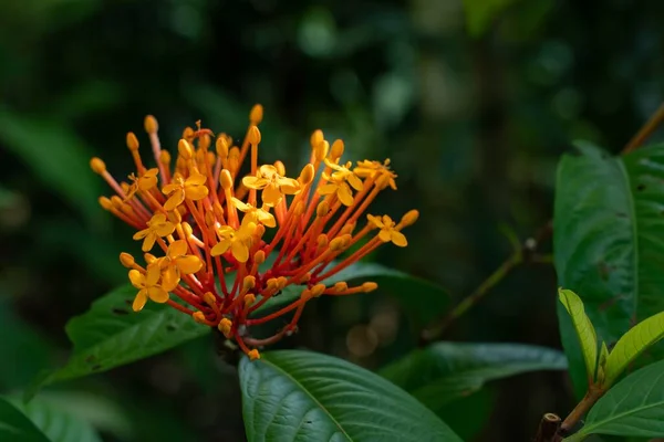 Primo Piano Mazzo Fiori Gialli Circondati Foglie Verdi — Foto Stock